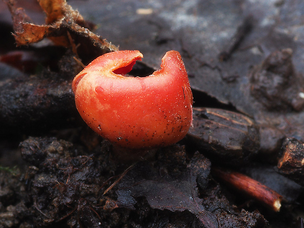 ohnivček zimný Microstoma protractum (Fr.) Kanouse