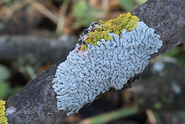 fyscia popolavá Physcia aipolia (Ehrh. ex Humb.) Fürnr.