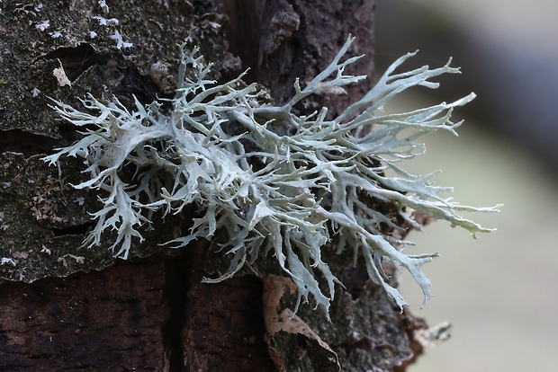 stužkovec Ramalina sp.