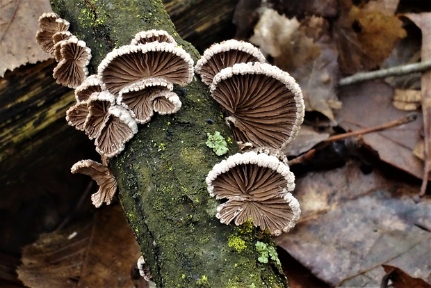 klanolupeňovka obyčajná Schizophyllum commune Fr.