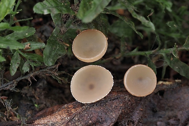 jahňadka Ciboria sp.