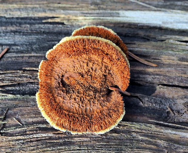 trámovka plotová Gloeophyllum sepiarium (Wulfen) P. Karst.