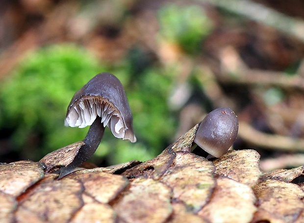 prilbička šišková Mycena strobilicola J. Favre & Kühner