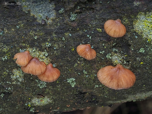 pňovka zimná Panellus ringens (Fr.) Romagn.