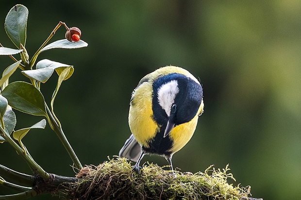 sykorka bielolica Parus major