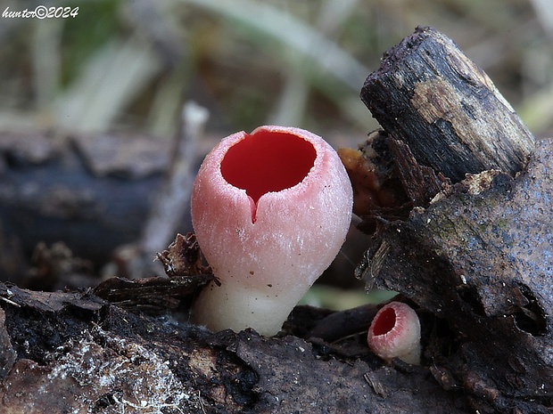 ohnivec Sarcoscypha sp.