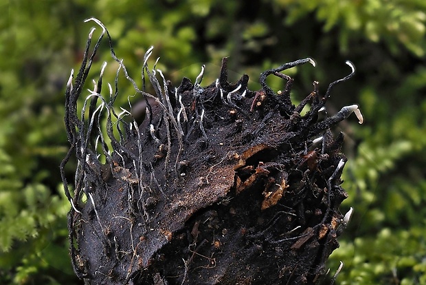 drevnatec bukový Xylaria carpophila (Pers.) Fr.