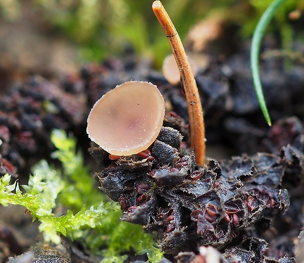 jahňadka Ciboria sp.