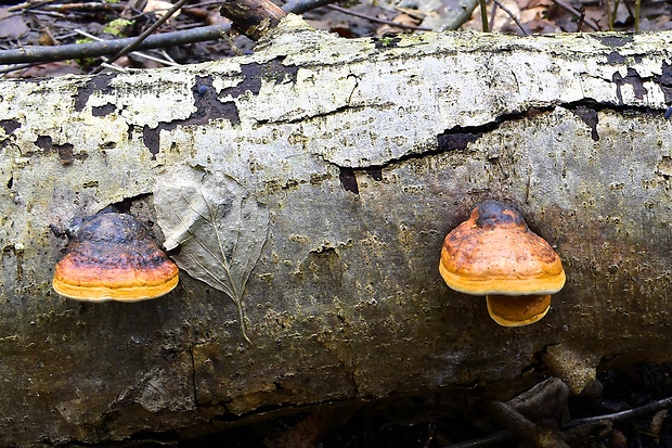 práchnovec kopytovitý Fomes fomentarius (L.) J.J. Kickx