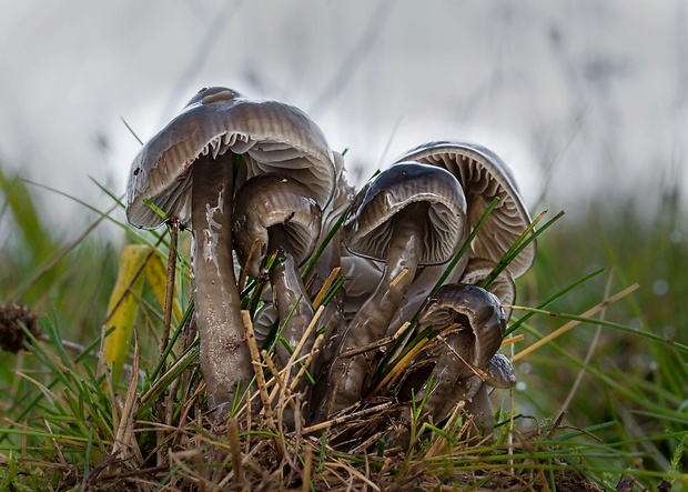 lúčnica klzká Gliophorus irrigatus (Pers.) A.M. Ainsw. & P.M. Kirk