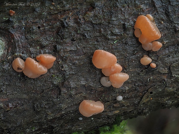 kráterokrčka čerešňová Craterocolla cerasi (Schumach.) Sacc.