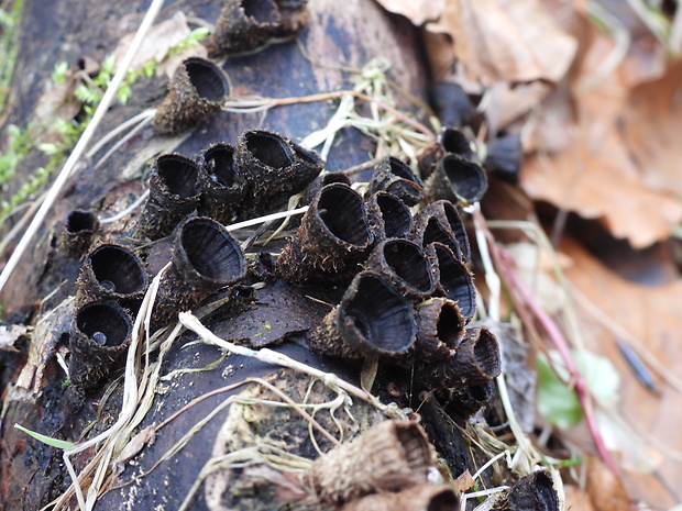 čiaškovec pásikavý Cyathus striatus (Huds.) Willd.