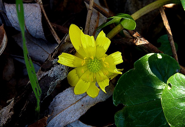 blyskáč záružľolistý Ficaria calthifolia Rchb.