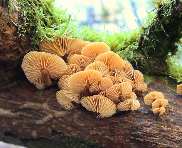 plamienka Flammulina sp.