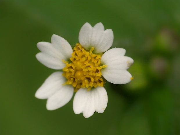 žltnica pŕhľavolistá Galinsoga urticifolia (Humb., Bonpl. et Kunth) Benth.