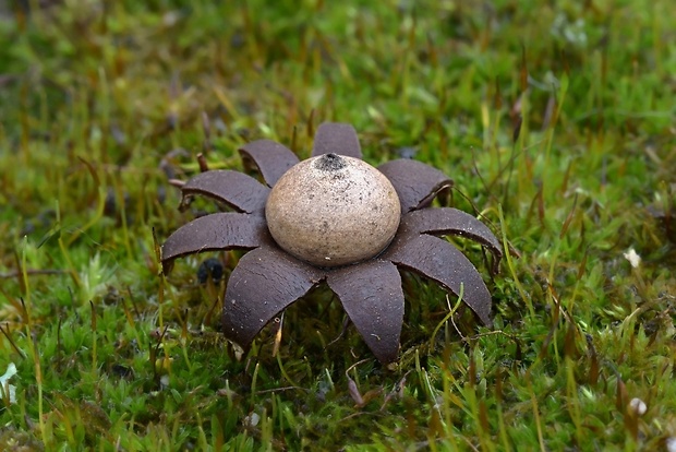 hviezdovka bradavičnatá Geastrum corollinum (Batsch) Hollós