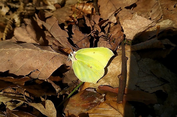 žltáčik rešetliakový (sk) / žluťásek řešetlákový (cz) Gonepteryx rhamni (Linnaeus, 1758)