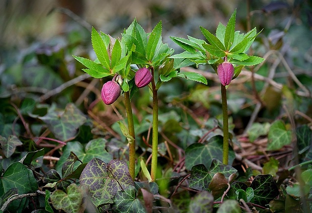 čemerica Helleborus orientalis Lam.