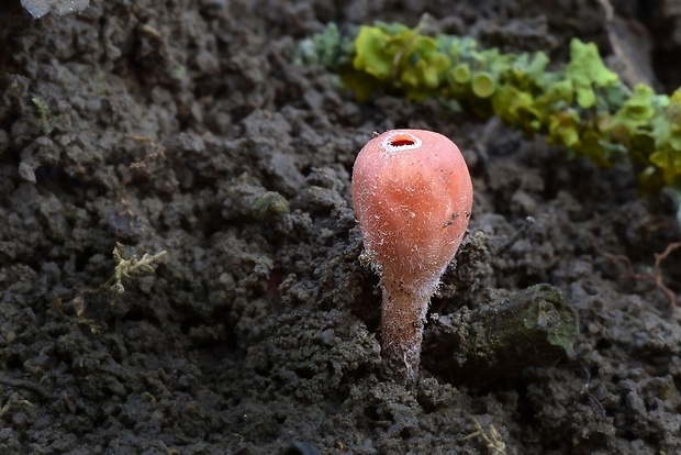 ohnivček zimný Microstoma protractum (Fr.) Kanouse