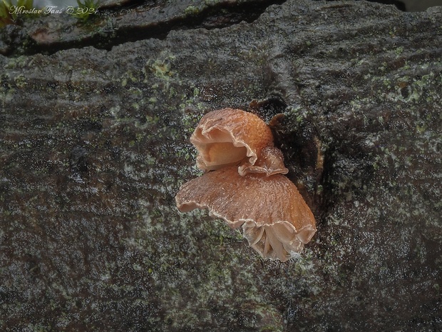 pňovka zimná Panellus ringens (Fr.) Romagn.