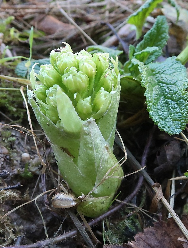 deväťsil biely Petasites albus (L.) P. Gaertn.