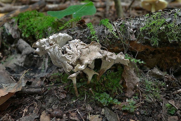 palievik kučeravý Pseudocraterellus undulatus (Pers.) Rauschert