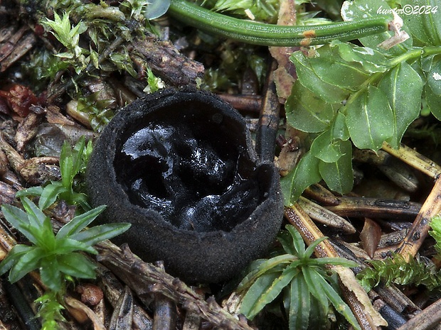 misôčka černastá Pseudoplectania nigrella (Pers.) Fuckel