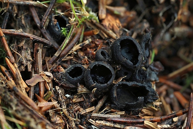 misôčka Pseudoplectania sp.