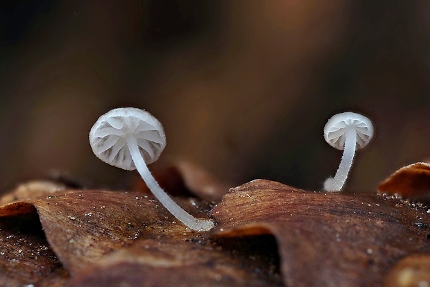 peniazočka smreková Strobilurus esculentus (Wulfen) Singer