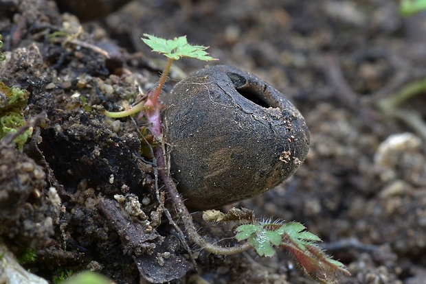 urnička kráterovitá Urnula craterium (Schwein.) Fr.