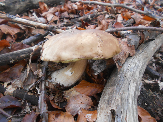 hríb dubový Boletus reticulatus Schaeff.