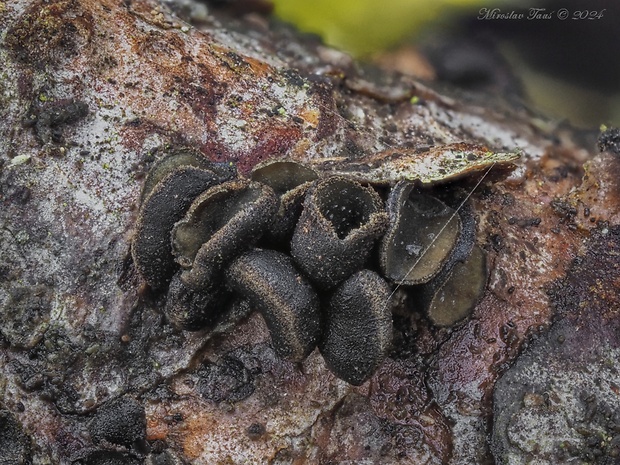 cenangium hrdzavé Cenangium ferruginosum Fuckel