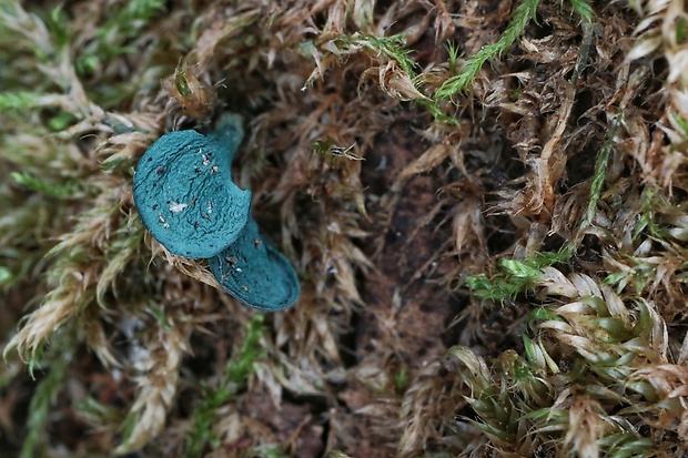 zelenica Chlorociboria sp.