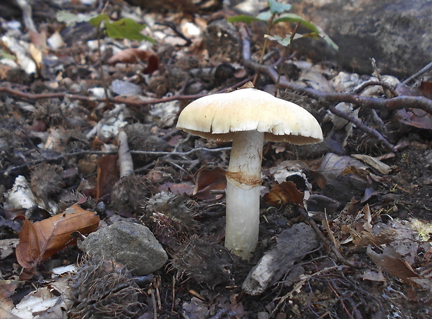 pavučinovec inovaťový Cortinarius caperatus (Pers.) Fr.