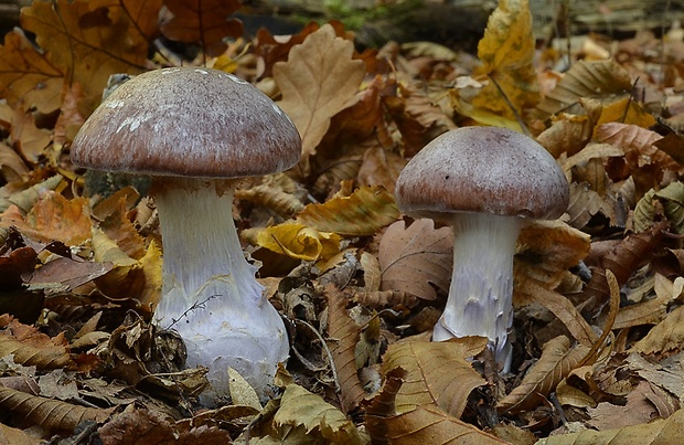 pavučinovec mohutný Cortinarius praestans (Cordier) Gillet