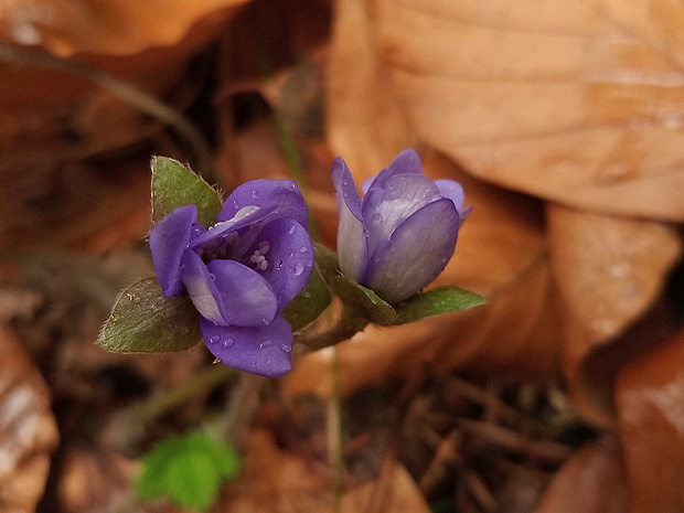 pečeňovník trojlaločný Hepatica nobilis Schreb.