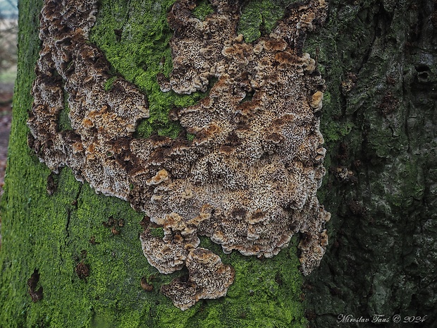 ryšavec bukový Inonotus nodulosus (Fr.) P. Karst.