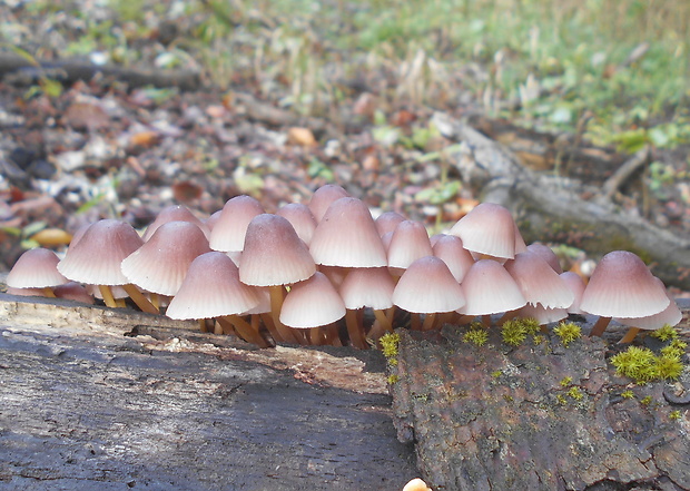 prilbička žltohlúbiková Mycena renati Quél.