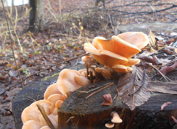 hlivník hniezdovitý Phyllotopsis nidulans (Pers.) Singer