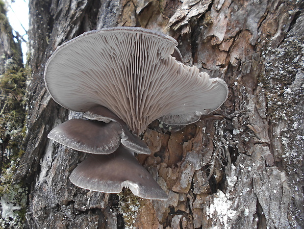 hliva ustricovitá Pleurotus ostreatus (Jacq.) P. Kumm.