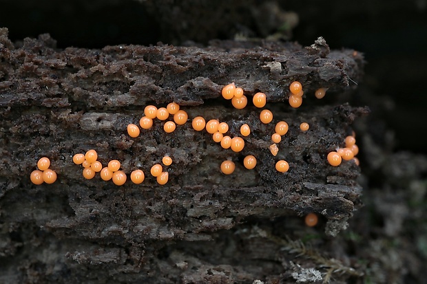 vlasnačka Trichia sp.