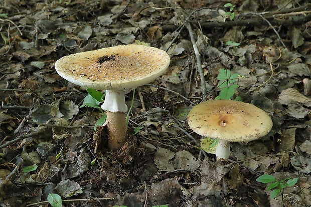 muchotrávka červenkastá Amanita rubescens Pers.