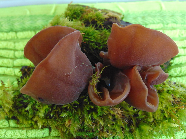 uchovec bazový Auricularia auricula-judae (Bull.) Quél.