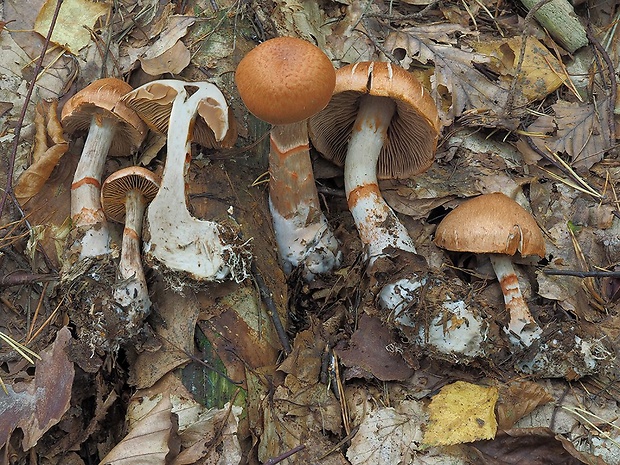 pavučinovec červenopásový Cortinarius armillatus (Fr.) Fr.