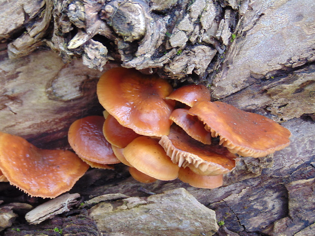 plamienka Flammulina sp.