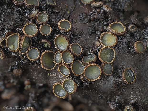 tvrdokôrka Godronia sp.