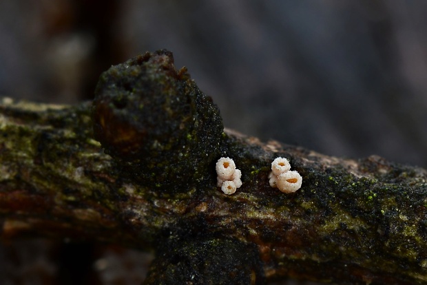 vlnuška Lachnellula sp.