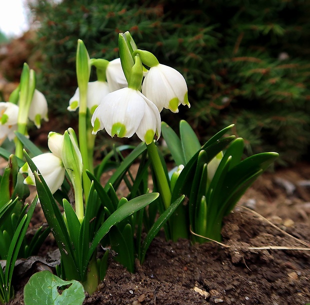 bleduľa jarná karpatská Leucojum vernum subsp. carpaticum (Spring) O. Schwarz