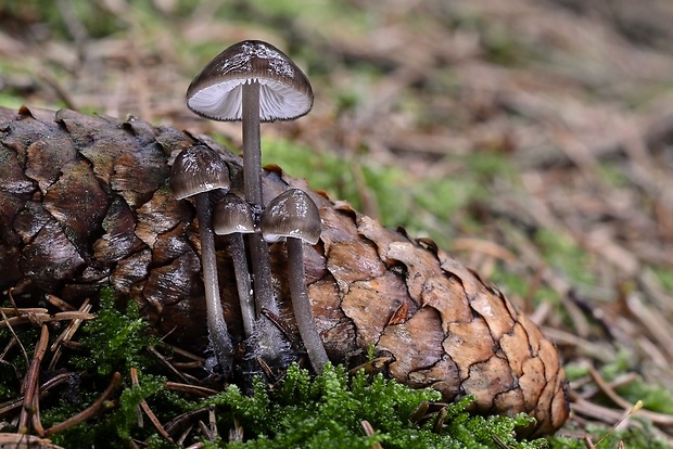 prilbička šišková Mycena strobilicola J. Favre & Kühner