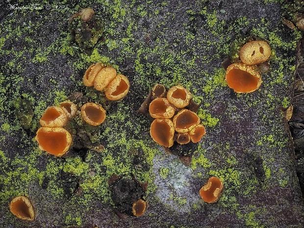 orbília Orbilia sp.